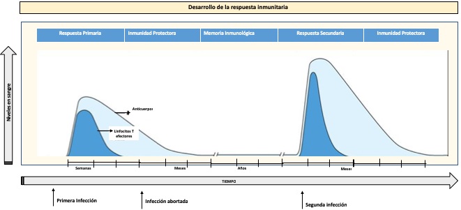 células inmunes importantes en infecciones parasitarias células inmunes importantes en infecciones parasitarias